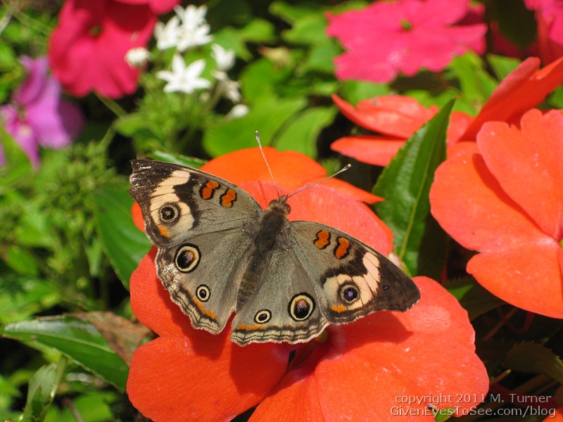epcot-butterfly-2011a.jpg